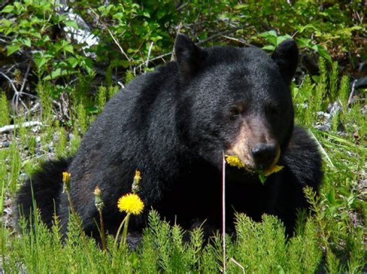 BlackBear
