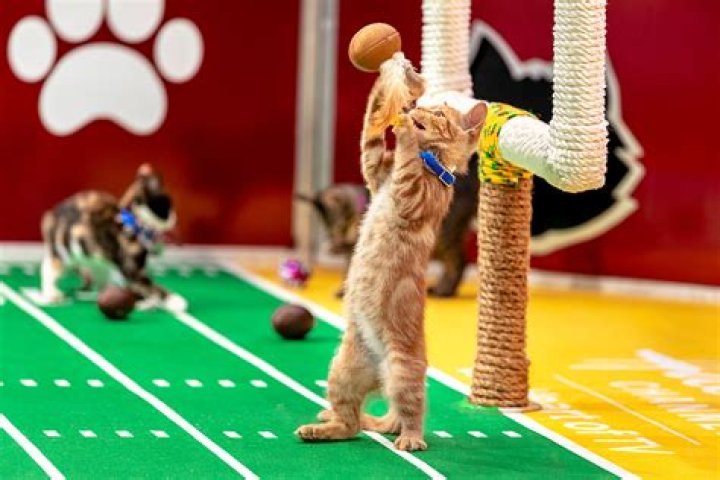 kitten-bowl-2