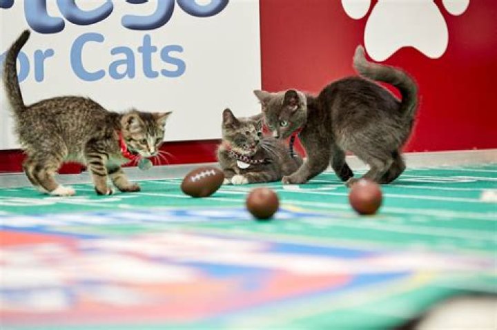 kitten-bowl-5